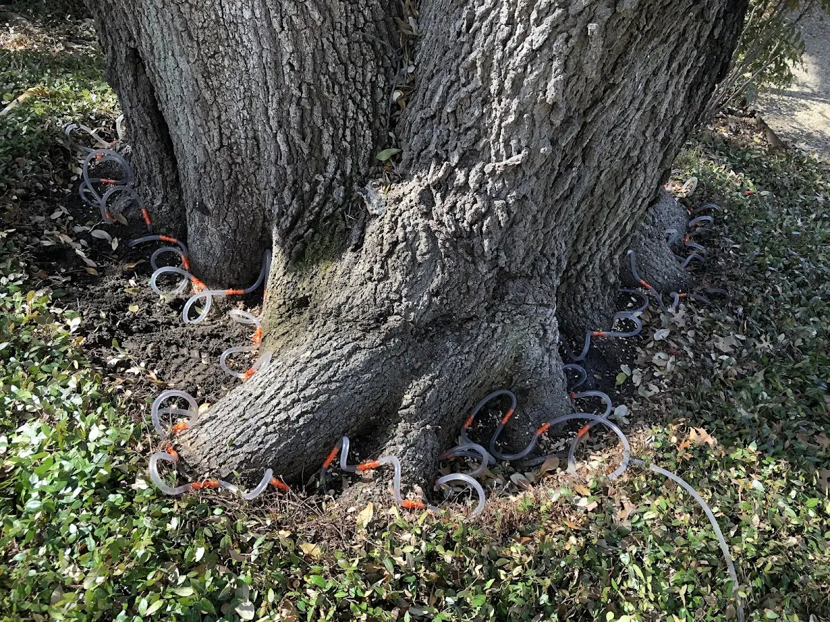 Detailed Tree Cabling and Bracing job site in East Palestine