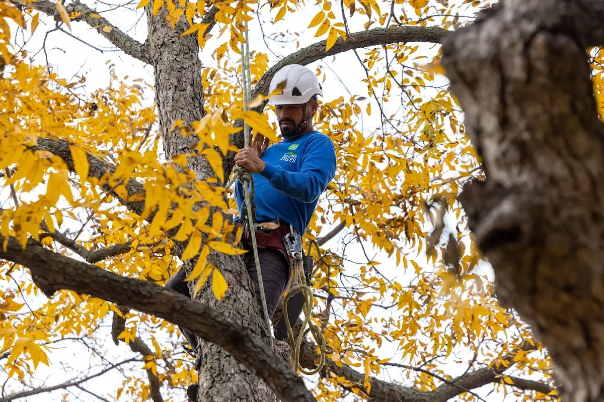 Skilled Tree Pruning crew working in East Palestine