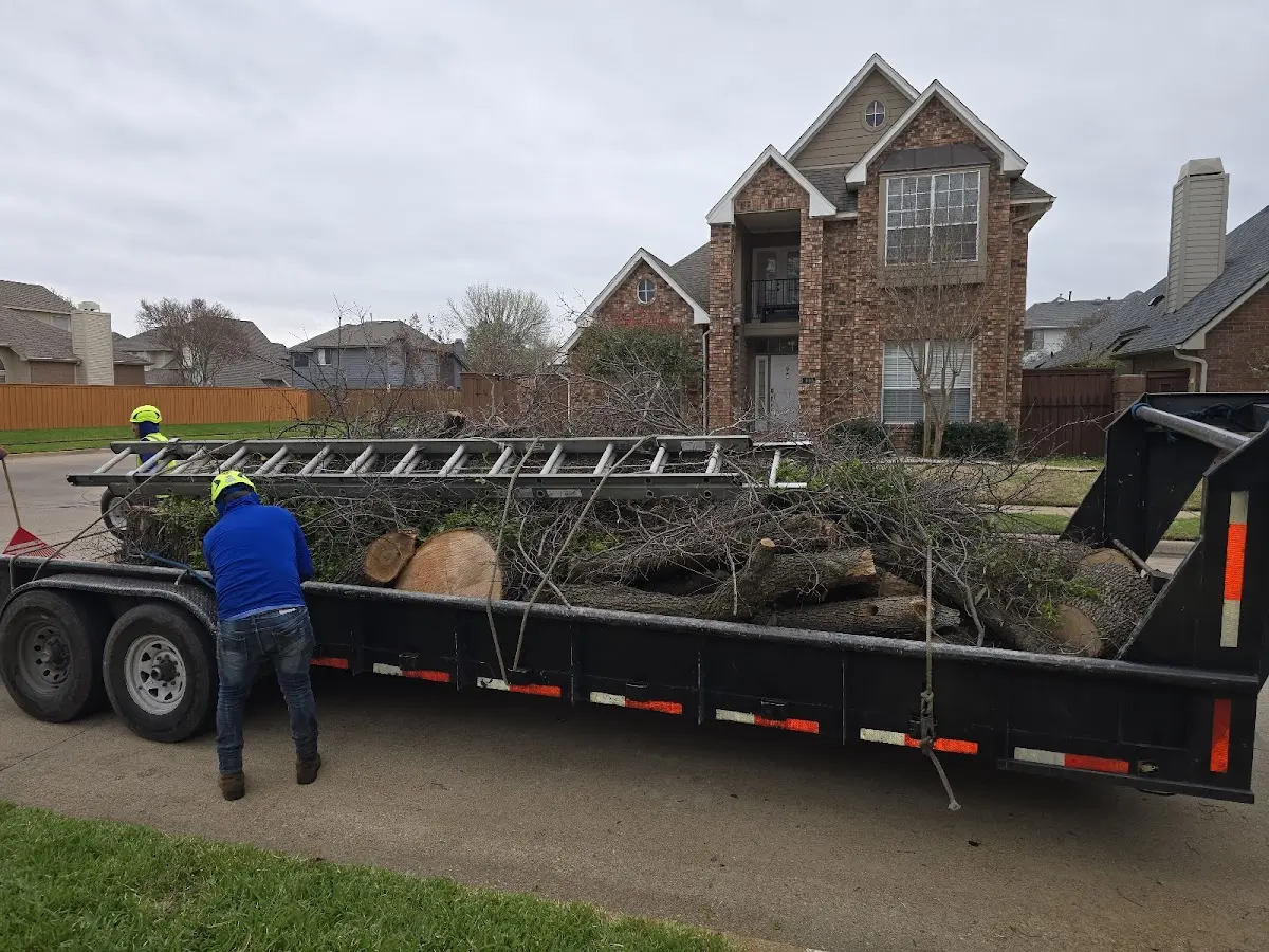 Expert Tree Removal with proper safety equipment in East Palestine